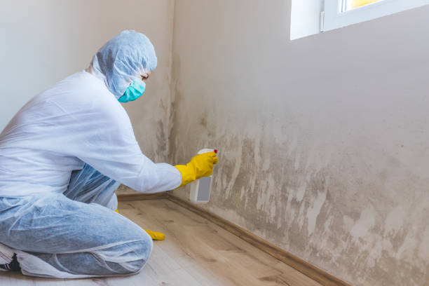Licensed Mold Remediation service in Sunbury, NC - WQB Mold Removal